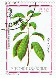 Image result for Buchholzia