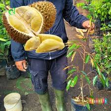 Cara menanam durian biar cepat berbuah. Jual Bibit Pohon Durian Bawor Tinggi 1 Meter Unggulan Berkualitas