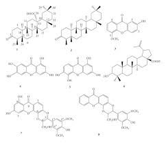 Image result for Hypericum roeperianum