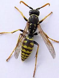 Black And White Wasp Identification Bonide Product Finder Insects Wasp Insect Art