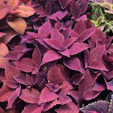 Image result for Coleus gracillimus