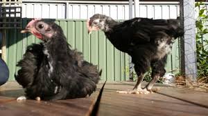 Telling rooster vs hen is easy! 6 Week Old Australorps Pullet Or Cockerel Backyard Chickens Learn How To Raise Chickens