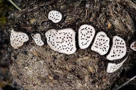 Image result for Porodisculus pendulus