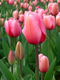 Tulips Tulipa The Tulip Is A Eurasian And North African Genus Of Perennial Bulbous Plants In The Lily Family It Is A Tulips Flowers Tulips Garden Flowers