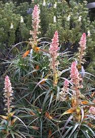 Image result for Priva curtisiae