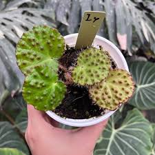 Image result for Begonia nyassensis