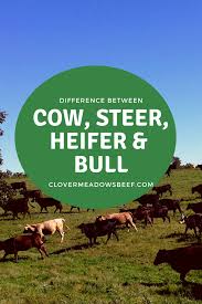 difference between a steer vs bull