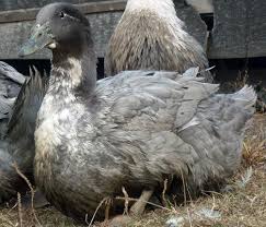 Check spelling or type a new query. Itik Ikuti Huraian Baka Ulasan Gambar Penanaman Pembiakan Daripada Untuk Memberi Makan