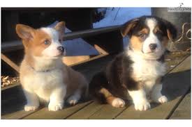 Check spelling or type a new query. San Antonio Corgi