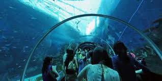 Kepiting ini biasanya ditemukan di lautan selatan kepulaian. Foto Akuarium Laut Terbesar Di Dunia Dibuka Di Singapura