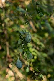 Image result for Aristolochia albida