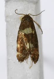 The prickly pear, like most other plants, eats through photosynthesis and drinks water. Yucca Moth Desertusa