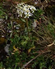 Image result for Dewildemania filifolia
