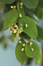Image result for Pseudolachnostylis maprouneifolia
