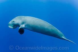 This Dugong Looks Like Manatee But He Is A Cutie Dugong Unusual Animals Pet Fish