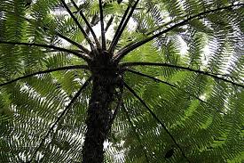 Image result for Cyphia brachyandra