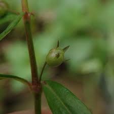 Image result for Oldenlandia lancifolia