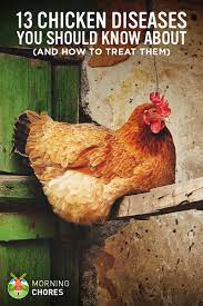 Prevent contact of poultry inside the chicken house with diseases agents that might be carried from the outside on people hands, cloth or footwear. 13 Common Chicken Diseases You Should Know And How To Treat Them