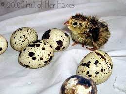 Baby Coturnix Quail Quail Eggs Are So Small That Bird Is Tiny They Are Very Itty Bitty Quail Eggs Egg Packaging Quail