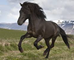 How To Use The Horse Symbol For Feng Shui Feng Shui Symbols Feng Shui Ornaments Feng Shui Horse