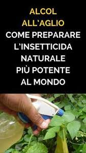 Codice sconto mondo piante e coupon attivi i 2021, buoni sconto mondo piante per consegna gratuita, offerte speciali mondo piante ⇒ promozionali & saldi risparmi (fino al 15%). Pin On Piante