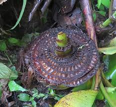 Image result for Musa paradisiaca