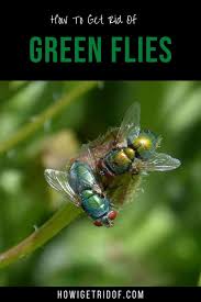 If you suddenly see a swarm of flies that means dozens of eggs have already hatched and developed into flies. How To Get Rid Of Green Flies How I Get Rid Of