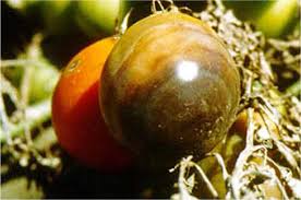 How do i know if i can make use of fungicides on my tomatoes? Fs547 Diagnosing And Controlling Fungal Diseases Of Tomato In The Home Garden Rutgers Njaes