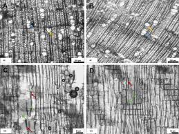 Image result for Melastomastrum segregatum