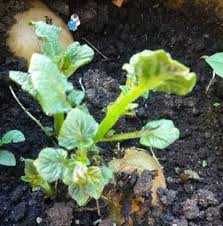 Tip kerat batang pokok keledek untuk ditanam. Mudah Saja Tanam Kentang Hanya Dalam Pasu