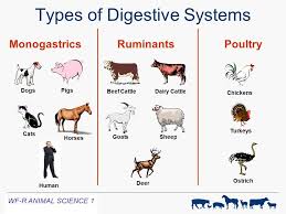 Digestive Physiology Of Farm Animals Ppt Video Online Download