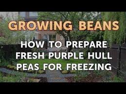 We did not find results for: How To Prepare Fresh Purple Hull Peas For Freezing Youtube
