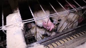 Bon aujourd'hui, je ne vous poste pas de vidéo de gros guerriers tout musclés qui s'affrontent dans d'horribles combats de catch sanglants où presque tous les pour gagner le match, les catcheurs devront soit sortir de la cage (par la porte ou par dessus) ou alors faire le tomber sur leur adversaire. Video Shows Dead Birds Extreme Confinement At Hickman S Egg Farm Activists Say