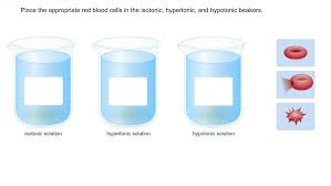 Check spelling or type a new query. Solved Place The Appropriate Red Blood Cells In The Isotonic Hypertonic And Hypotonic Beakers Course Hero