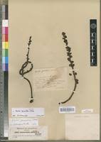 Image result for Alectra orobanchoides