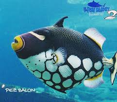 Pin By Pshung On Beautiful Nature Deep Sea Creatures Sea Fish Marine Fish
