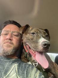 Adopted my first staffy from the shelter this weekend say hello to Bodhi!