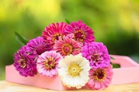 Check spelling or type a new query. 50 Most Popular Types Of Flowers To Give Or Grow Edible Blog