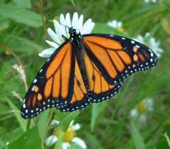 Image result for Otiophora