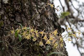 Image result for Polystachya bicarinata