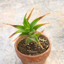 Why The Tips Of Your Houseplant S Leaves Are Turning Brown Better Homes Gardens