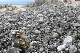 Live rock farming is the process where rocks are submersed in the ocean or in tanks to get colonized by beneficial bacteria and encrusting organisms, with the purpose of harvesting them later to be. As Pumice Stone Rafts Float Across The Ocean They Pick Up And Drop Off Life Along The Way Abc News