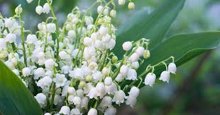 A brightly coloured garden flower with long, thin petals in a shape like a ball. Celebrate May 1st With Lily Of The Valley Eurotunnel Le Shuttle