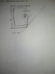 Jun 16, 2016 · other parts of plants. Name Different Parts Of Plant Cell Brainly In