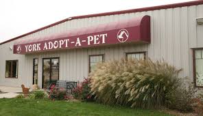 Find out more about how you can become one of new york's kindest. Pets For Adoption At York Adopt A Pet In York Ne Petfinder