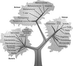 How Biologists Classify Life Dummies