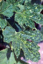 Следующие загадки тоже в стихах, но уже посложнее: 11 Common Zucchini Growing Problems Gardener S Path