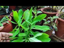 Image result for Euphorbia grantii