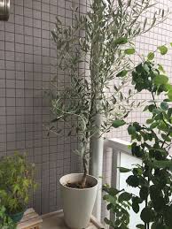 オリーブ ミッション を育てる 観葉植物ブログ緑組 植物の育て方