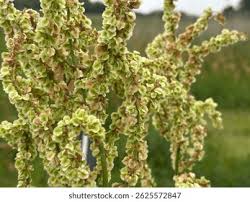 Image result for Rumex